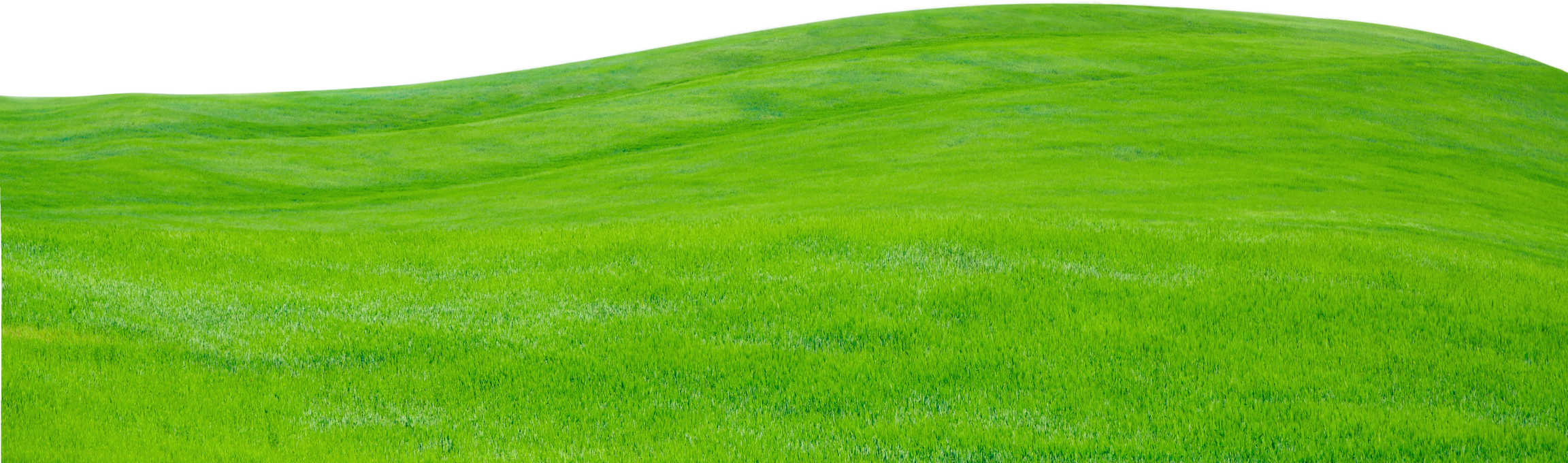 Green Grass Texture 